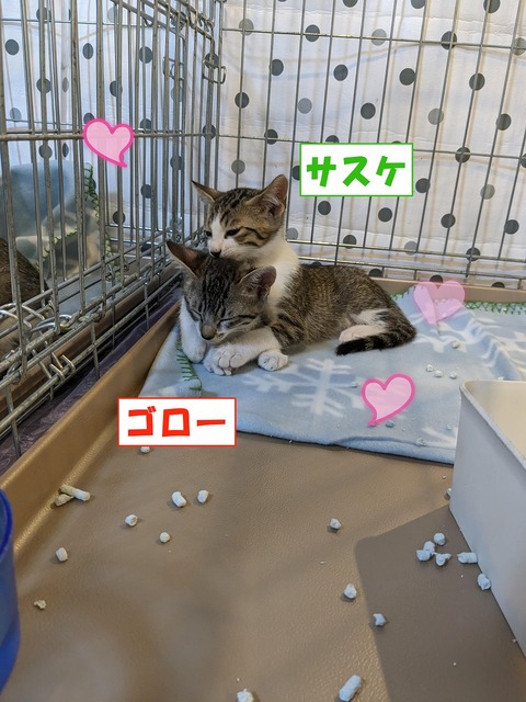 s-PXL_20230730_032003209