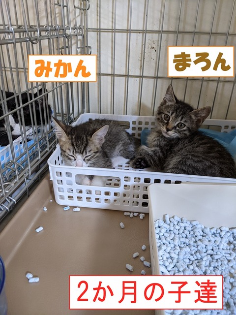 s-mikanmaron