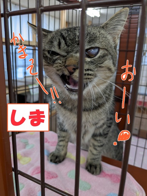 s-sima