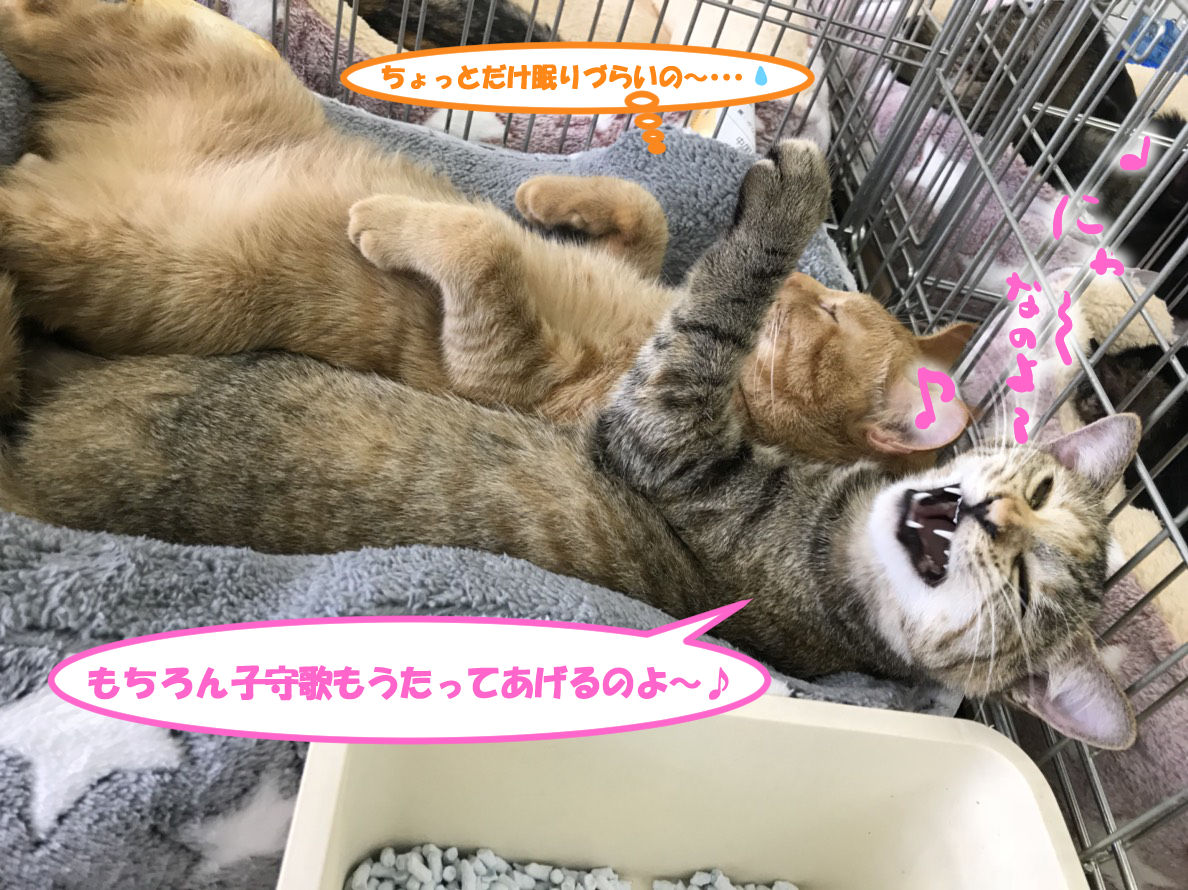 イメージ 6