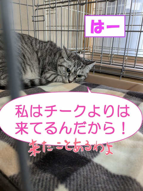 s-ha-tyan