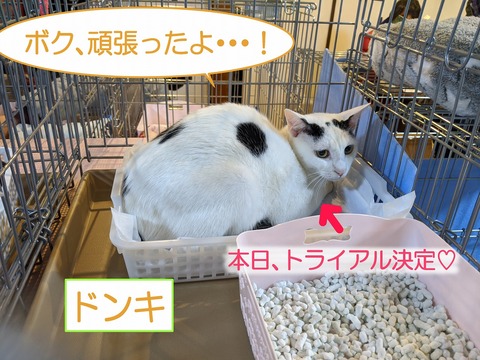 s-donki