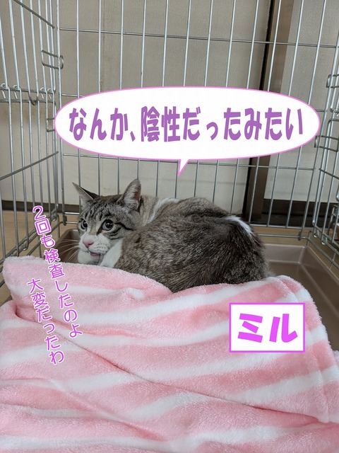 s-miruinsei