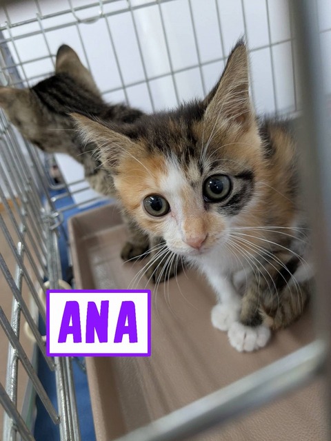 s-ANA