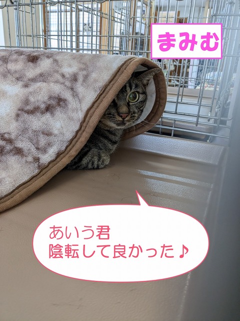 s-mamimu]