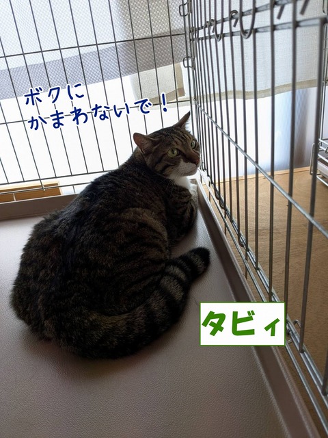 s-tabixi