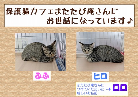s-matatabi