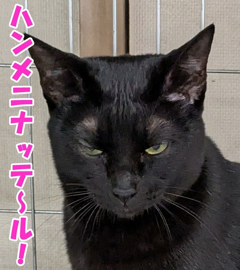 s-buri3