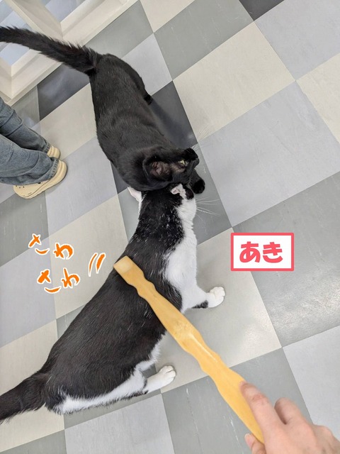 s-aki