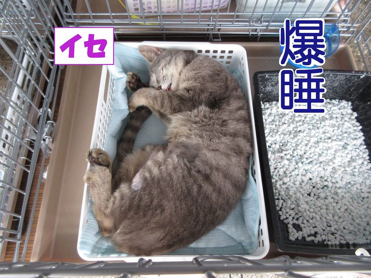 イメージ 7