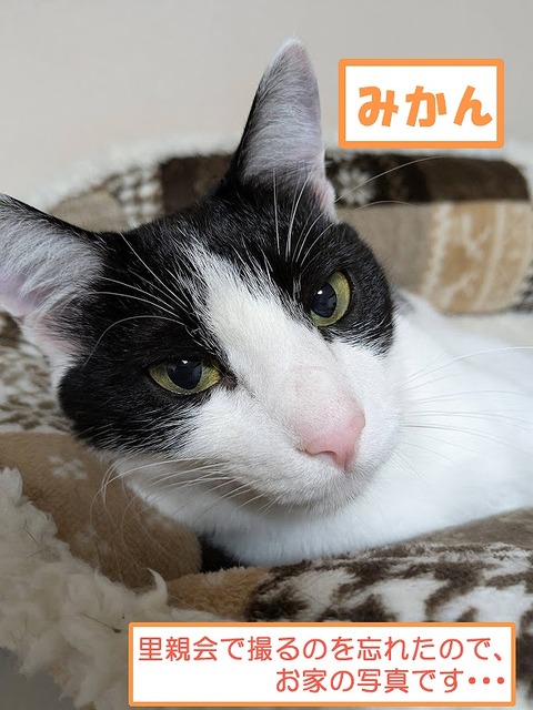 s-mikan