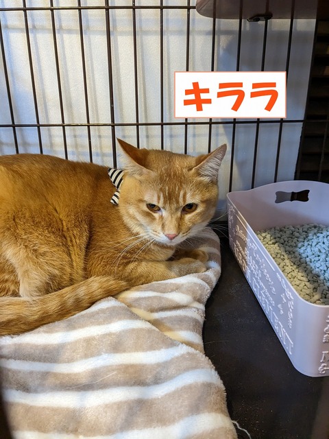 s-kirara