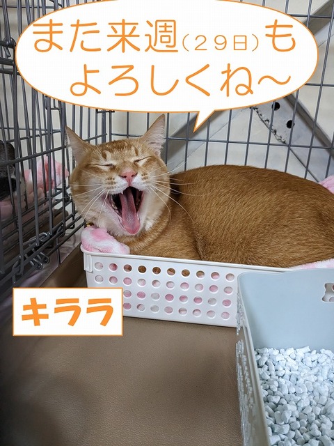s-kirara
