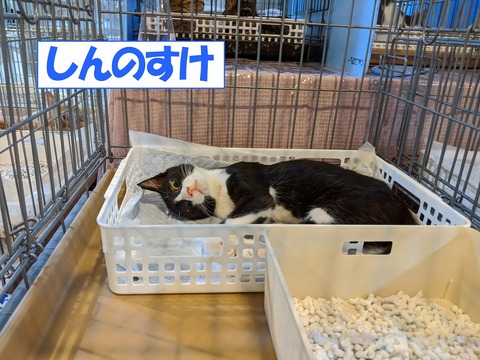 s-sinnnosuke