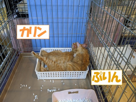 s-karinpurin