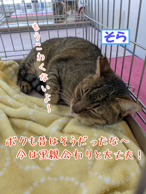 sora