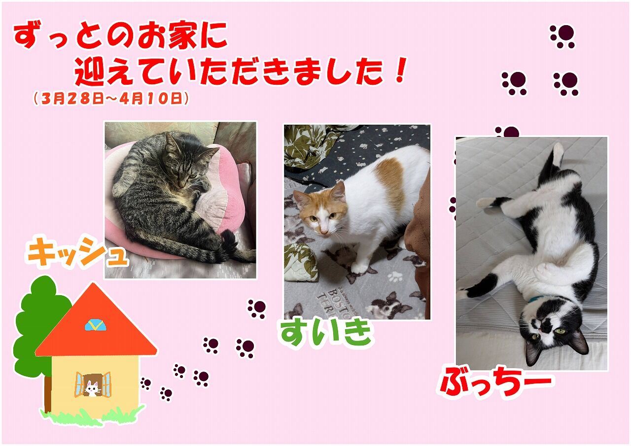 ちびにゃんこ様♡ありがとうございます♡ にゃんこ千🌽🍙💫🍃@D地区 on X: 