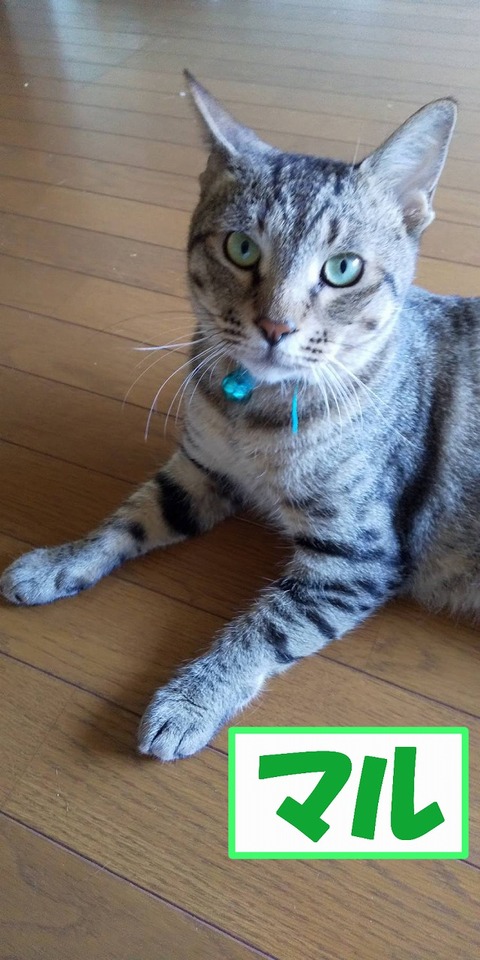 s-maru