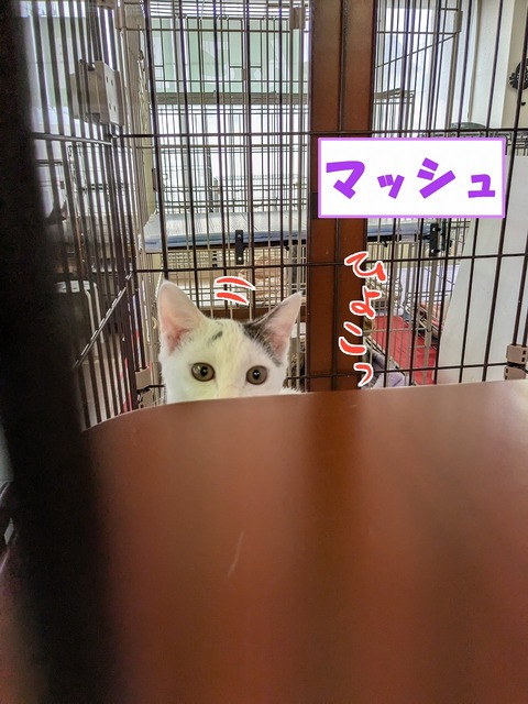 s-massyu