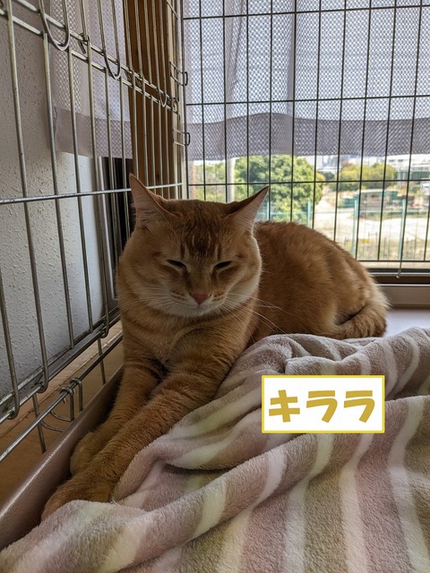 s-kirara