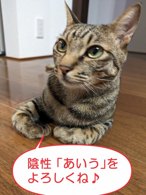 s-insei