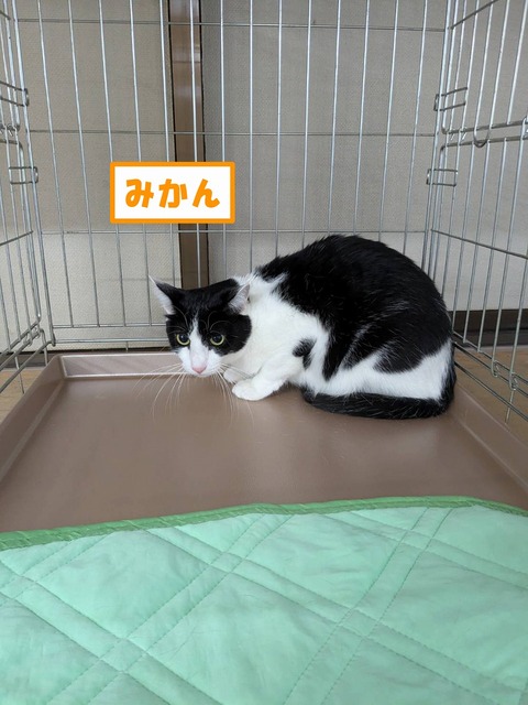 s-mikann