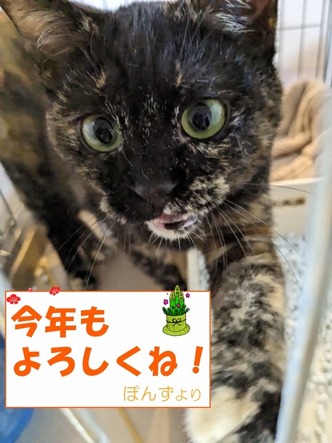 s-ponnzu