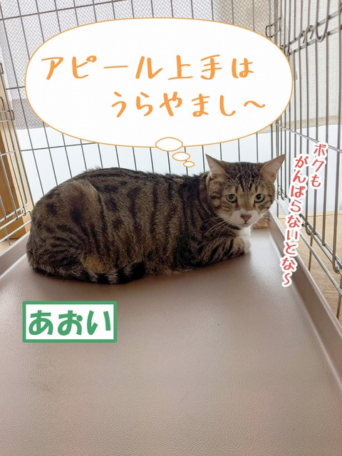 s-aoi