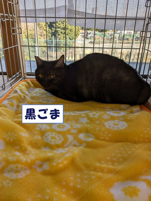 s-kurogoma