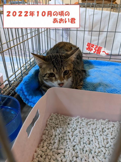 s-aoi2