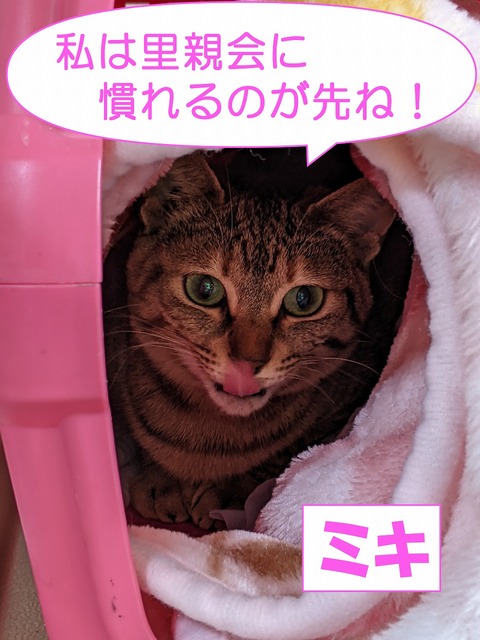 s-miki