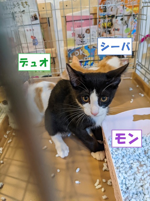 s-si-badexyuo