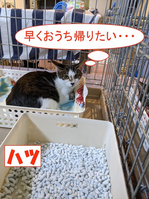 s-hatu