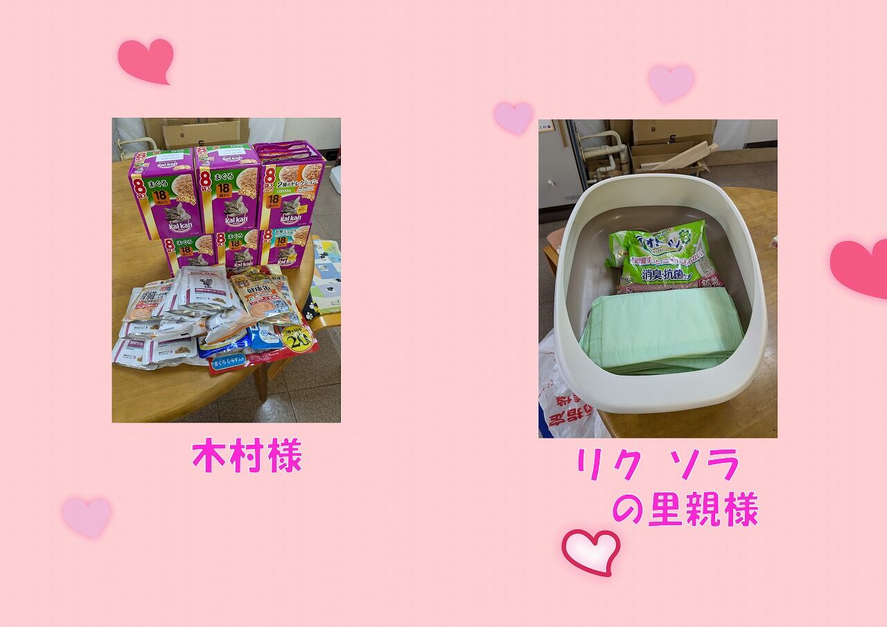 4月27日（日）の里親会報告 : 四日市にゃんこレスキュー 愛の手