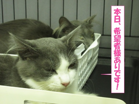 s-katousan3