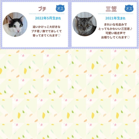 s-1700699764031kai