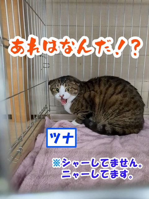s-tuna