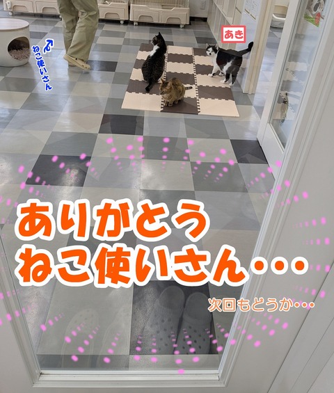 s-nekotukai