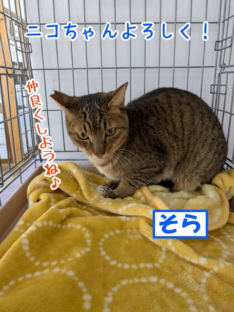 s-sora
