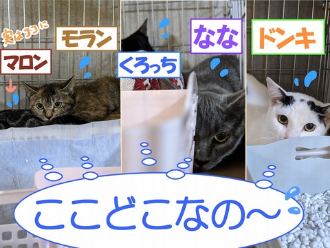 s-konnwaku