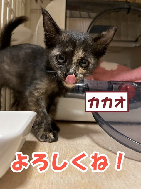 s-kakao