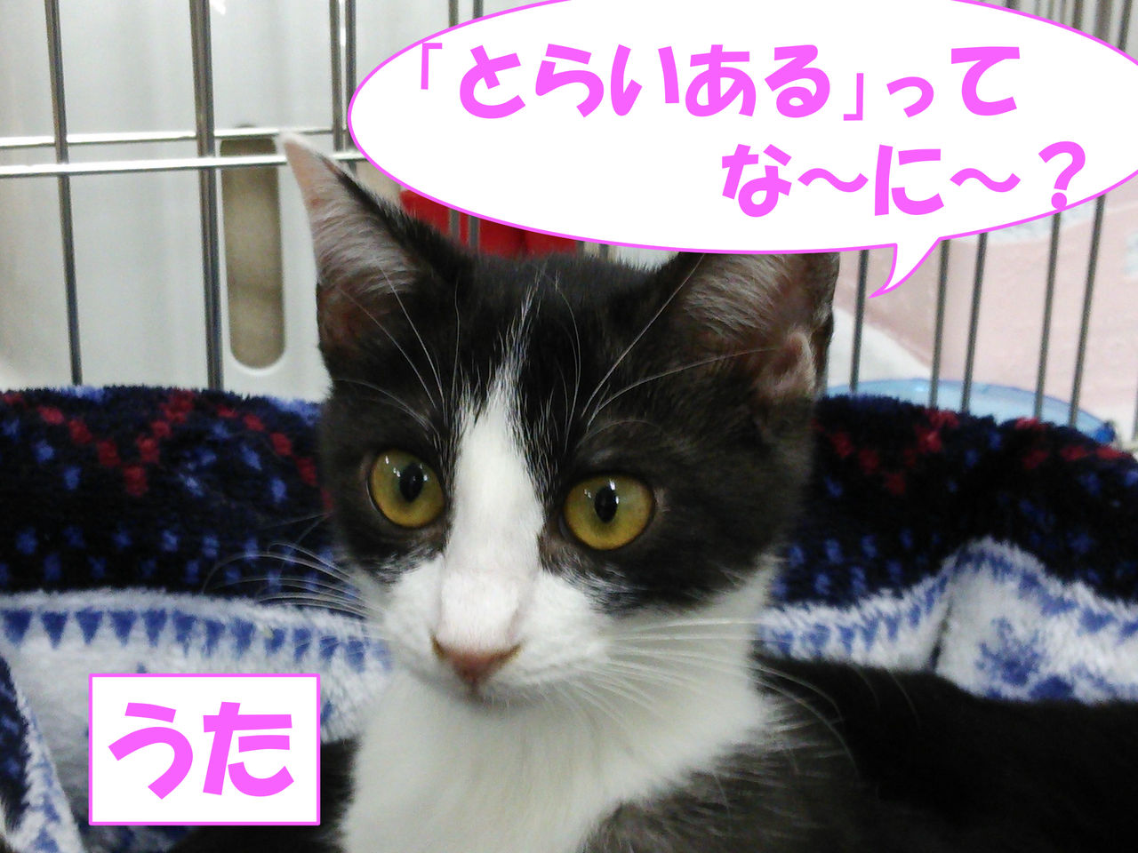イメージ 1