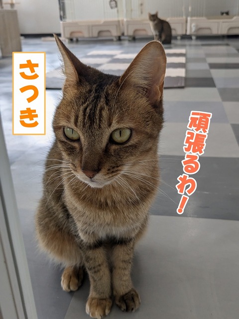 s-satuki