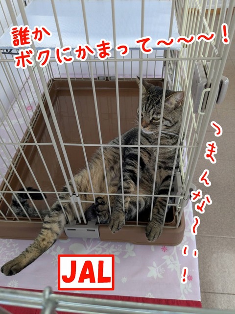 s-JAL
