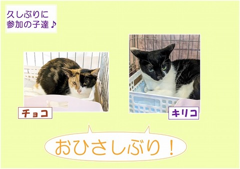 s-hisasiburi