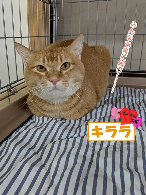 s-kirara