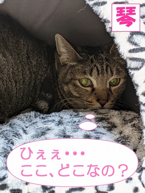 s-koto