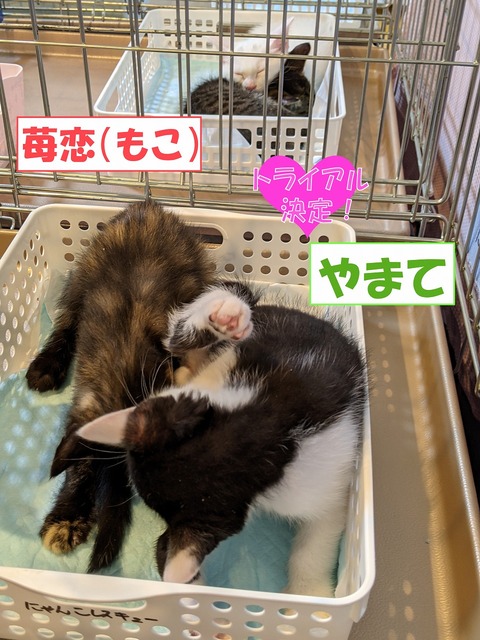 s-mokoyamate