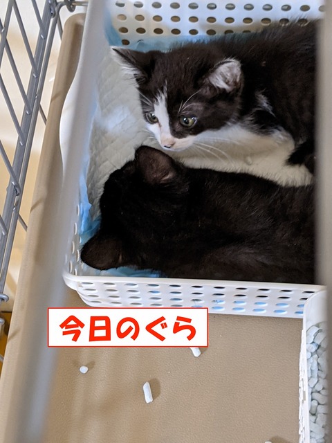 s-gura