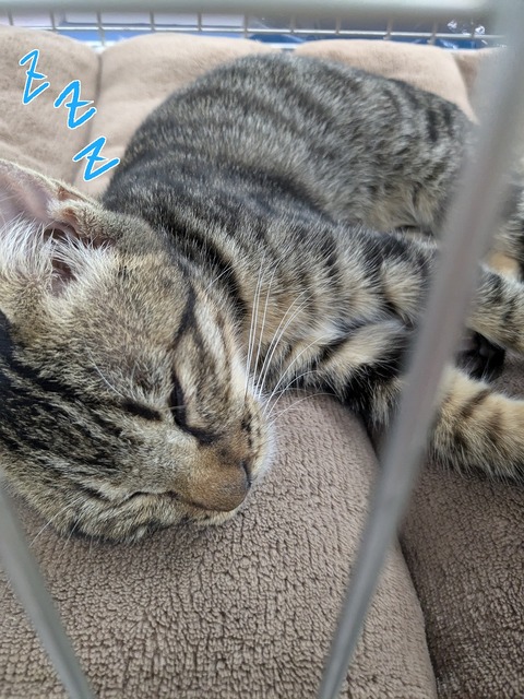 s-zzz